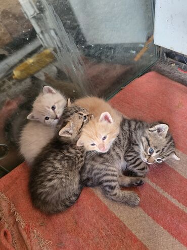котенок токмок: 1 месяц, Девочка, Приучена к лотку