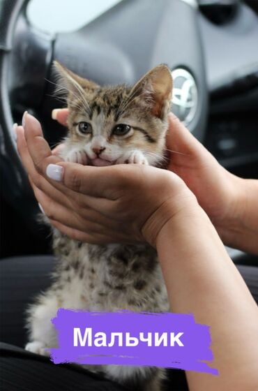 абиссинский кот: Мальчик котенок 2 месяца ищет семью Очень спокойный Ест сухой и