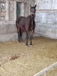 наполнитель для животных: Продаю | Кобыла (самка), Жеребец, Жеребенок | Полукровка, Английская | Для разведения, Для молока, Конный спорт | Племенные, Осеменитель, Мерин