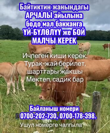 малчы болуп иштейм: Требуется Скотник, Оплата Сдельная, Обучение