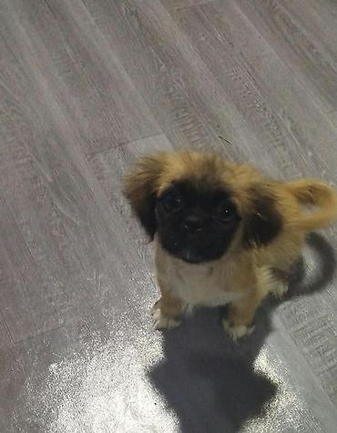 çöl iti: Pekines, 3 ay, Dişi, Peyvəndli, Ünvandan götürmə — 1