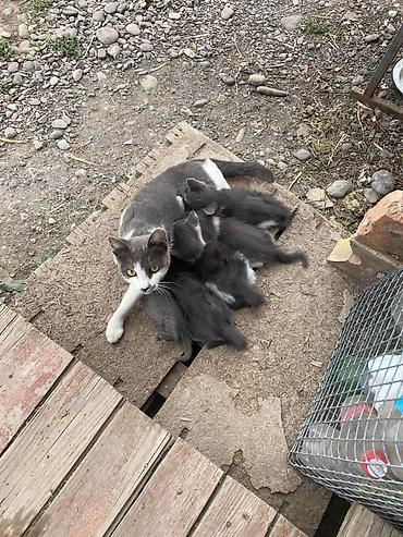 Кошки: Кошка даром: Беспородная, 2 месяца, Девочка — 2