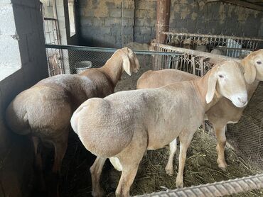 рамановские овцы: Продаю | Баран (самец) | Арашан