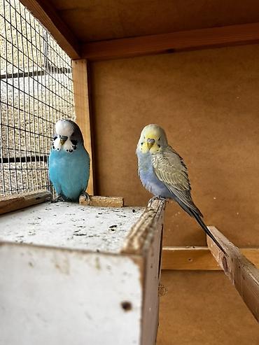 Животные: Волнистые попугаи (budgerigar) различных окрасов. Описание: - — 1