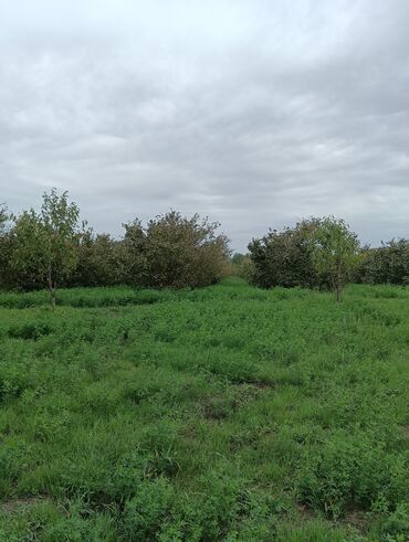 Ağaclar: Məhsul: Fındıq bağı və gilas bağı Təsvir: 1.20 Ha ərazidə 12illik — 15