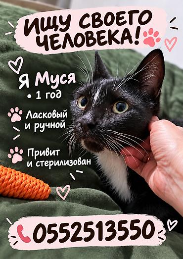 Мышык бекер берем: Мышык бекер берилет: Породасыз, Эркек, Бычылган, Эмделген — 1