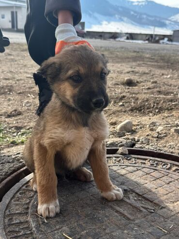 Продажа собак: Кучуктор сатылат Кыргыз доботтун кучуктору сатылат Ысс-Кол областы — 14