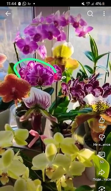 Антуриумы: Комнатные цветы в горшках — праздничная коллекция: - Антуриум — 4