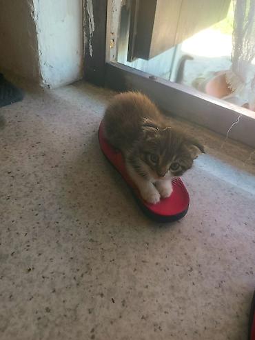 Отдам веслоухого котенка за 1500с 3 месяца к лотку приучена. мальчик