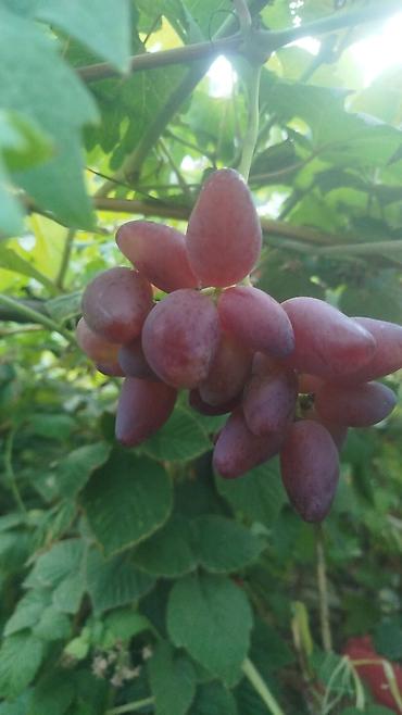 Фундук: Продажа саженцев винограда и фундука осенняя для посадки,как и — 8