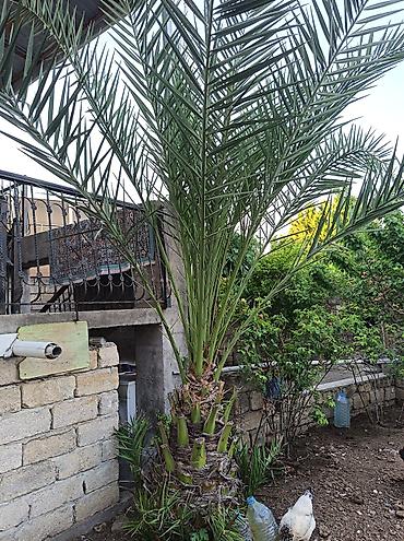 palma agaci satilir: Xurma (xurma palması) – dekorativ landşaft ağacı - Növ: Phoenix — 1