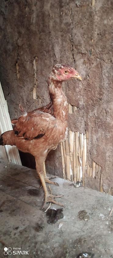 Toyuqlar: Toyuq, Damazlıq — 7