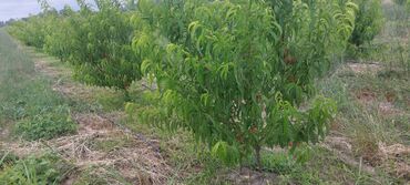 Torpaq sahələrinin satışı: 400 sot, Kənd təsərrüfatı, Mülkiyyətçi, Kupça (Çıxarış) — 23