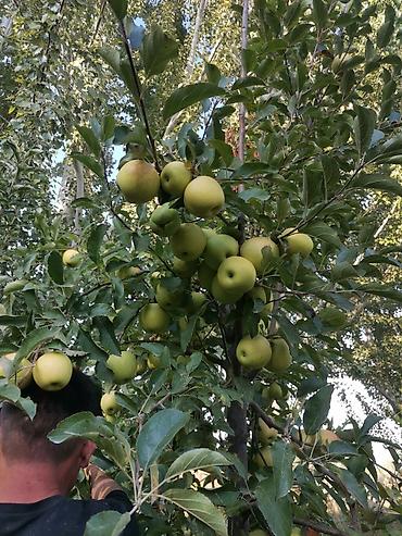 Продажа сельхоз предприятий: Продаю 6 ти летние яблоневые деревья (действующий яблоневый сад) — 4