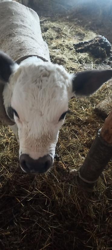 Коровы, быки: Продаю | Музоо, торпок | Полукровка | На откорм — 5