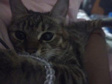 Отдам даром кошку: Кошка даром: Беспородная, Девочка — 4