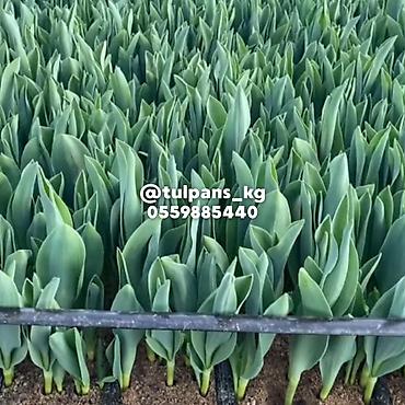 Цветы и букеты: СВЕЖИЕ тюльпаны к 8 Марта 🌷 Голландские луковицы 🇳🇱 | 40–50 см Опт и — 9