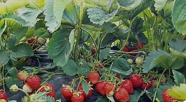 меренос козу: Продаю рассаду клубники Виктория долгогайшый урожайный вкусный сорт — 6