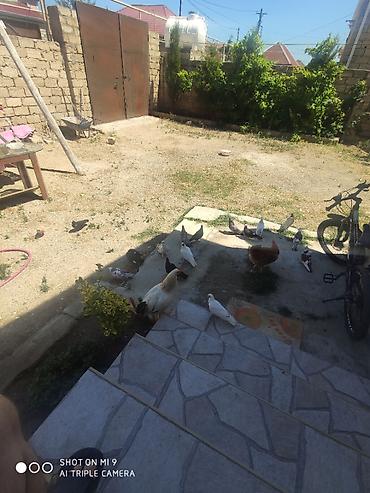 gence quşlar: Salam kuslarin hamisi biryerde satilir 14 dene — 2