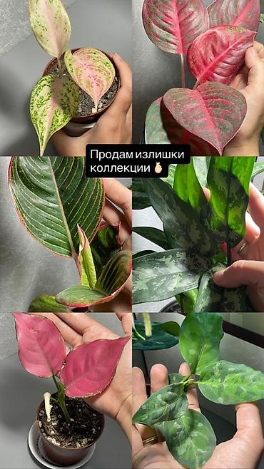 Комнатные декоративно-лиственные растения — аглаонемы (излишки
