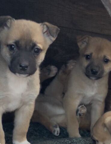 Продажа собак: 1 месяц, Самец — 7