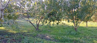 Torpaq sahələrinin satışı: 58 sot, Kənd təsərrüfatı, Barter mümkündür, Kupça (Çıxarış) — 14