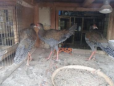 3 inek pendiri: Toyuq, Damazlıq — 3