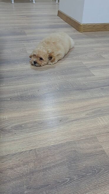 İtlər: Pudel, 3 ay, Erkek — 1