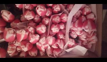 Букеты из живых цветов: Цветы Голландские Тюльпаны Оптом! Тюльпаны вместе с луковицами — 24