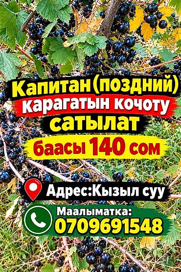 Листья смородины: Продаю саженцы
смородины сорт капитан поздний at lalafo.kg — 1 Листья смородины: Продаю саженцы
смородины сорт капитан поздний — 1
