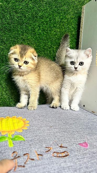 Pişiklər: Şotland — 14