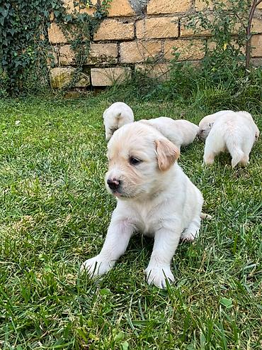qurd basar iti: Retriever, 1 ay — 8