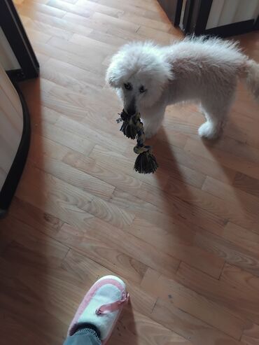 İtlər: Pudel — 20