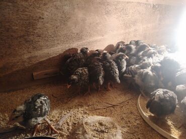 Cücələr: Xarkov cuceleri 25 günlük satiwda — 2