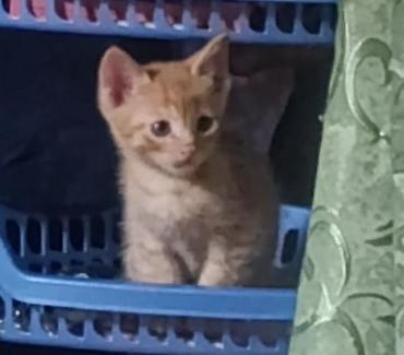 Отдам даром кошку: Отдадим котят в заботливые, ответственные руки! 2 котёнка вислоухие, 2 — 3