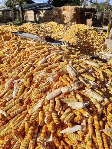 нокиа 9 цена в бишкеке: Продаю кукуруза 2023 год12тонн, 13сом