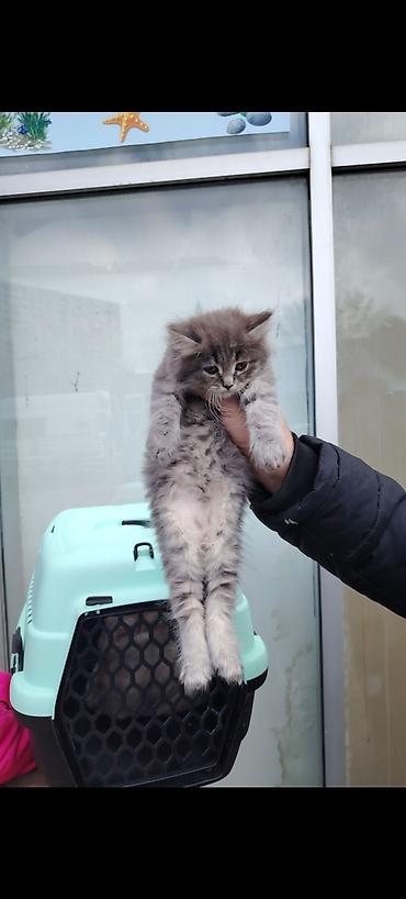 Pişiklər: Yaxşı əllərə — 3