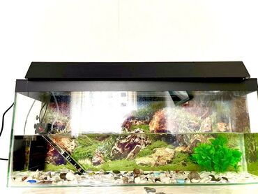 аквариум с рыбами: Аквариум 50 литровый,продаю со всем содержимым2 шт черепахи, 10-15