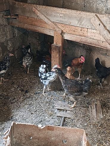 Sağlam colpalar satilir inkibator deyiller fikirleri ciddi olanlar lalafo.az -da Sağlam colpalar satilir inkibator deyiller fikirleri ciddi olanlar