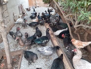 İnformatika: Kanada sortu meşə ördəkləri satılır 🦆 Artımlı və çox məhsuldar