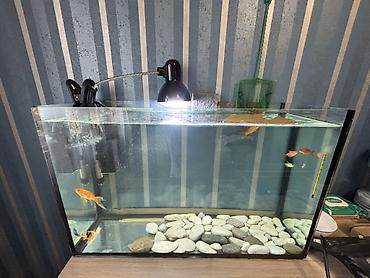 Akvariumlar: Salam. Satılır. Akvarium fabrik istehsalıdır. 80lt - dir. Filter 950F — 3