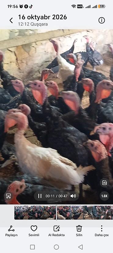 doberman satilir: Yalnız erkəkləri satılır. 5 aylıqdılar Diri çəki 13 manat — 2