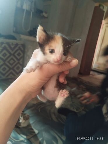 Отдам даром кошку: Кошка даром: Сфинкс, 2 месяца, Девочка, Приучена к лотку