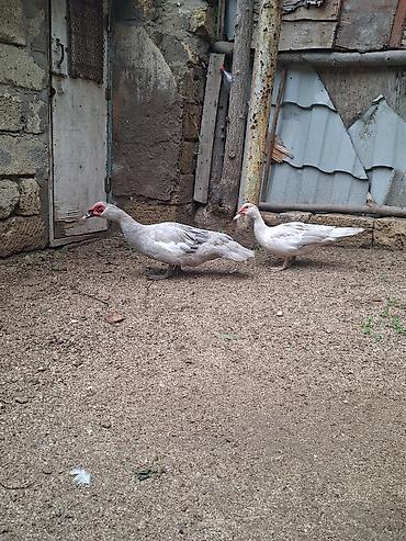 kreditle heyvan satisi: Salam. Lavanda ördəkləri satılır. Qiymət sondur. Ünvan: Pirşağı — 6