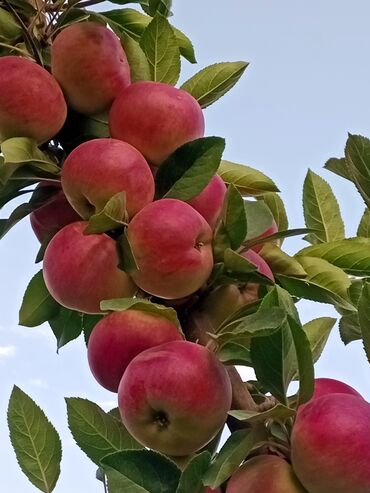 горшки для цветов бишкек цена: Продаю срочно яблоки оптом (бак алма) 5тонна Бишкек с/з Ала тоо