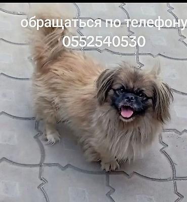 охотничи собака: Пекинес, рыжий с темной мордочкой. - Компактный декоративный пес с — 1