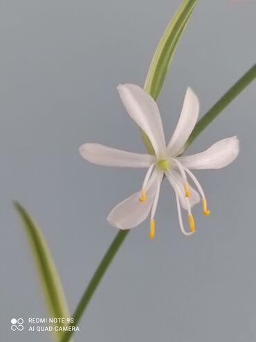 Другие комнатные растения: Хлорофитумы. распродажа Хлорофитум - можно по праву назвать — 4