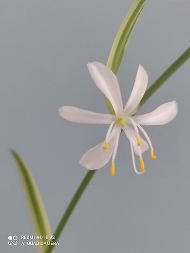 Другие комнатные растения: Хлорофитумы. распродажа Хлорофитум - можно по праву назвать — 3