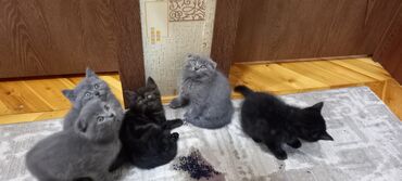 Pişiklər: Britan, Erkək, Dişi, Ünvandan götürmə -da lalafo.az — 2 Pişiklər: Britan, Erkək, Dişi, Ünvandan götürmə — 2