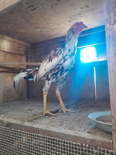 ingilis setteri it cinsi digər adı: Məhsul: Uzunboyun, hündür ayaqlı, sərt bədən quruluşlu xoruz (oyun